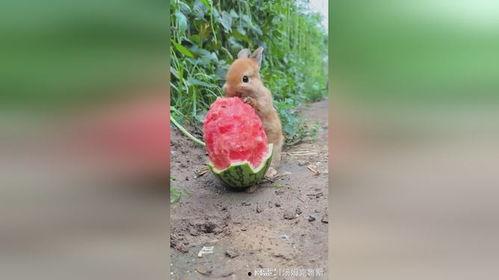 小动物吃大瓜,探索小动物吃大瓜的奇妙世界